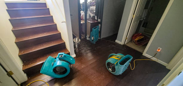 Best Mold removal after water damage  in Linden, NJ